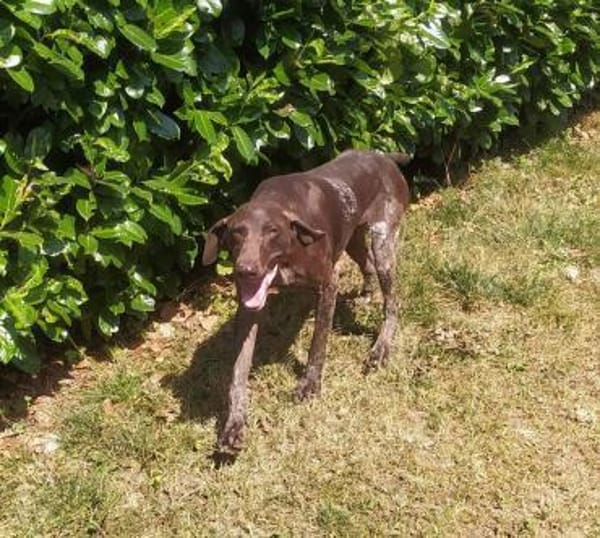 Donna - eine ganz besondere Hündin