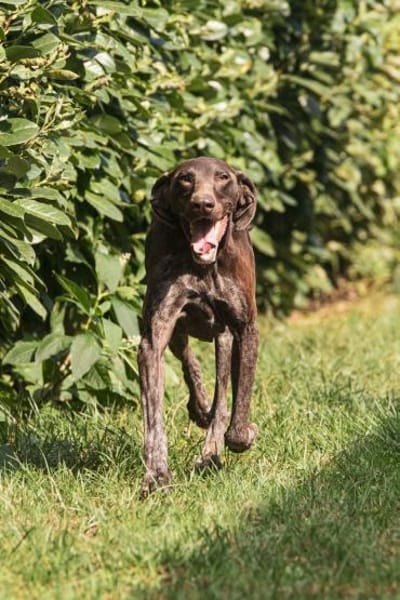 Donna - eine ganz besondere Hündin