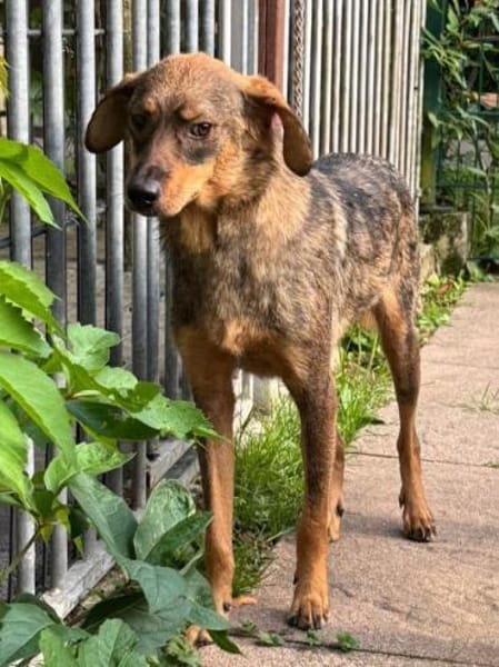 FABIENNE-menschen bezogene Hündin, 53 cm