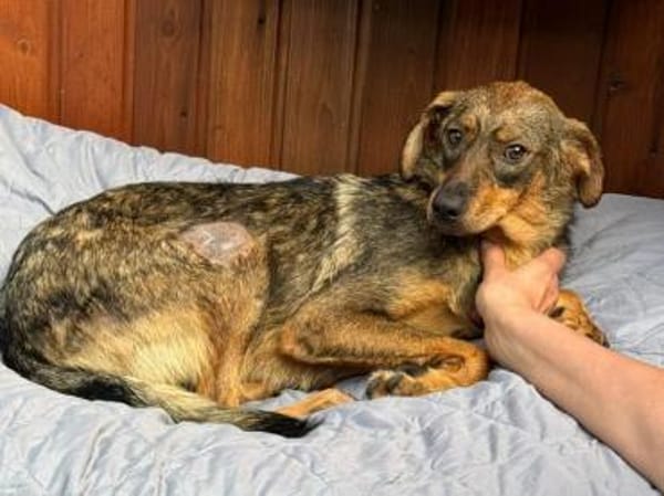 FABIENNE-menschen bezogene Hündin, 53 cm