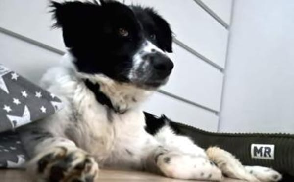 Zuhause gesucht für Feivel