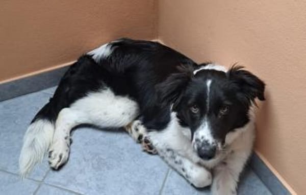 Zuhause gesucht für Feivel