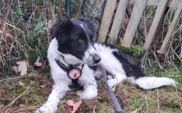 Zuhause gesucht für Feivel