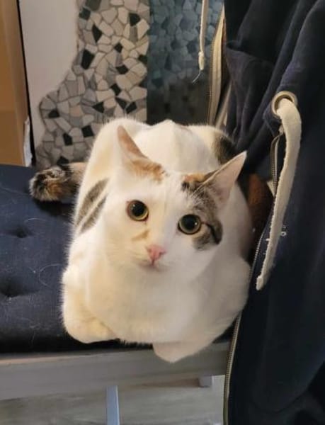 Liebe FIV Fleki sucht ihre Menschen