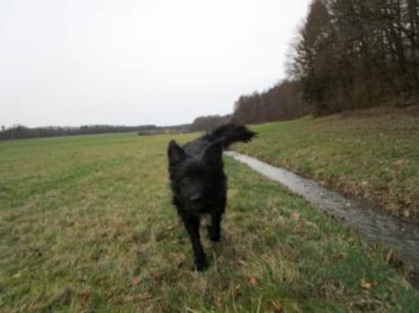 COON - eigenwilliger Strobel sucht Paten