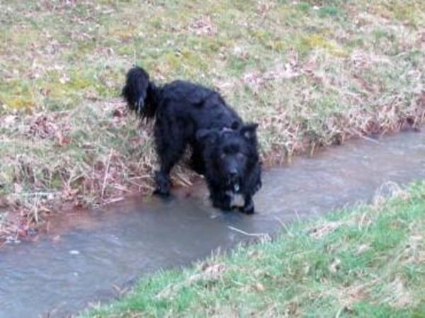 COON - eigenwilliger Strobel sucht Paten