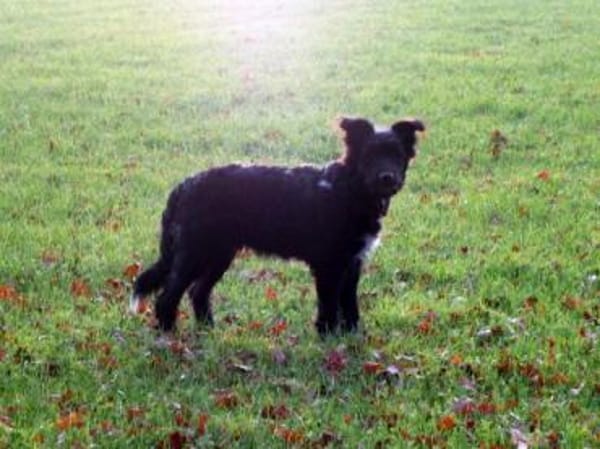 COON - eigenwilliger Strobel sucht Paten