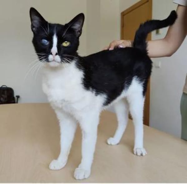 Bartolo - lieber, verschmuster Katermann