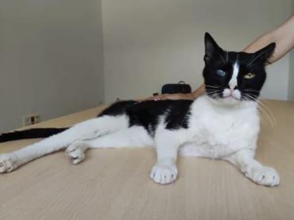 Bartolo - lieber, verschmuster Katermann