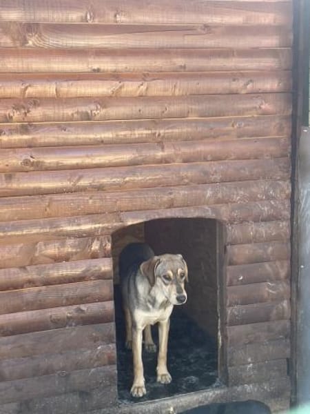 Coco sucht ihre Menschen