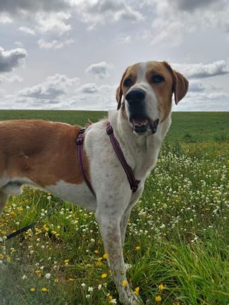 Buddy - Rüde in Deutschland