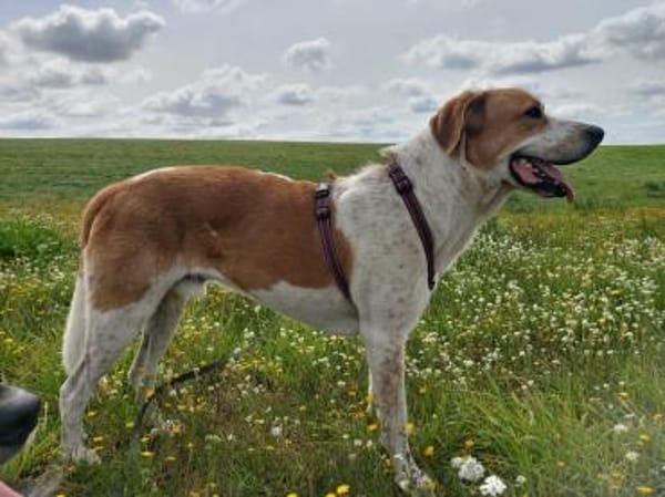 Buddy - Rüde in Deutschland