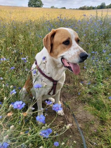 Buddy - Rüde in Deutschland