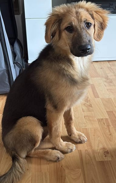 🐶💛 Claire sucht ein Zuhause 🐶💛