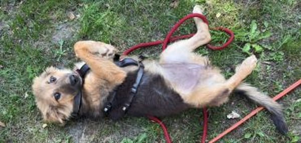 🐶💛 Claire sucht ein Zuhause 🐶💛