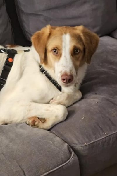 Loki: Ein Schelm sucht sein Zuhause