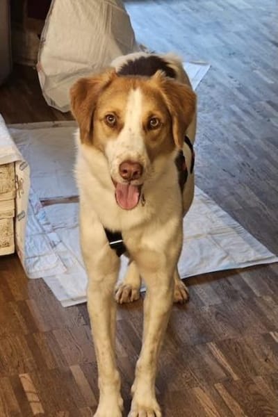 Loki: Ein Schelm sucht sein Zuhause