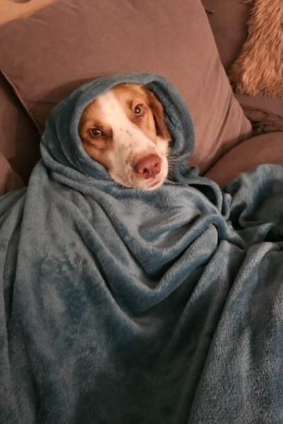 Loki: Ein Schelm sucht sein Zuhause