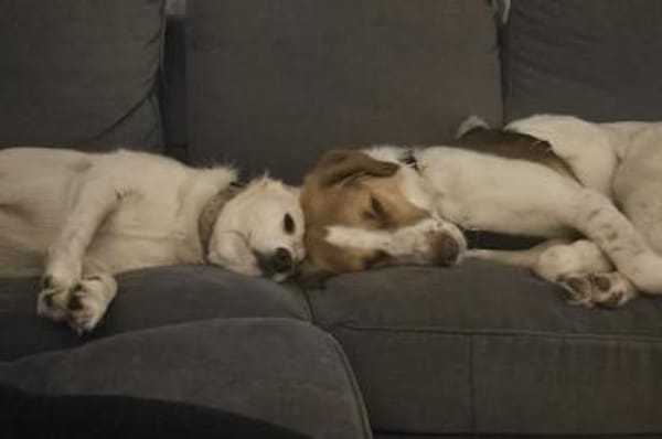 Loki: Ein Schelm sucht sein Zuhause