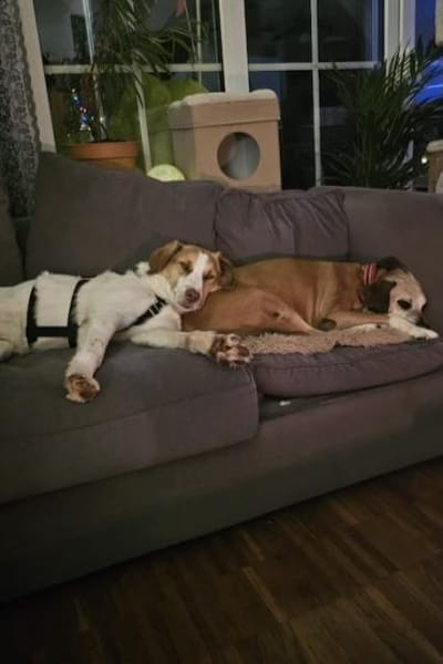 Loki: Ein Schelm sucht sein Zuhause