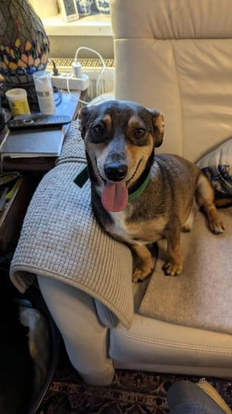 Schmuser Quincy sucht Dich!