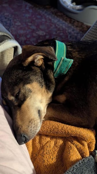 Schmuser Quincy sucht Dich!