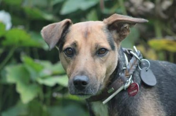 Gino - liebevoll & schüchtern