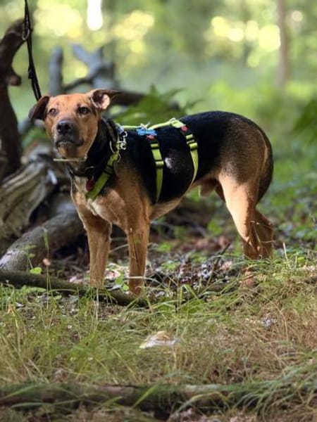 Gino - liebevoll & schüchtern