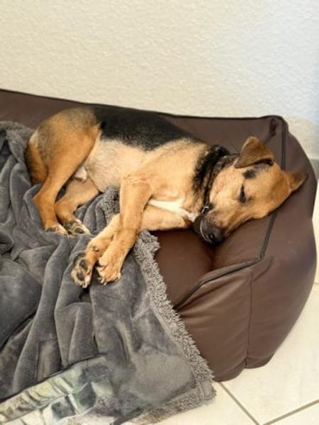 Gino - liebevoll & schüchtern