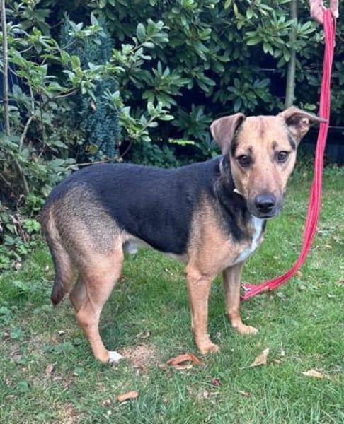 Gino - liebevoll & schüchtern