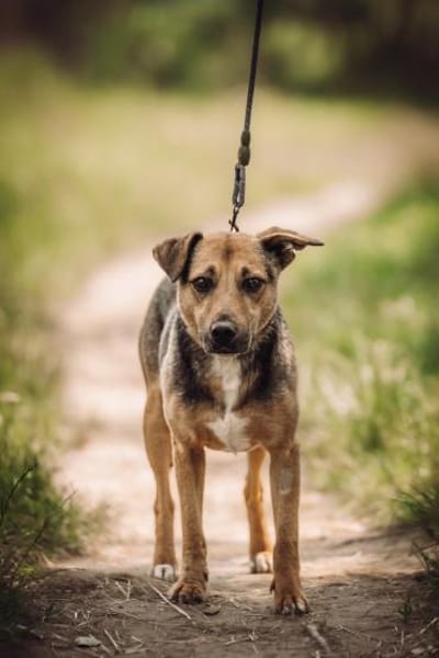 Gino - liebevoll & schüchtern