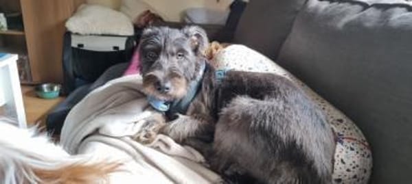 Muffin auf Pflegestelle in 24220 Flintbe