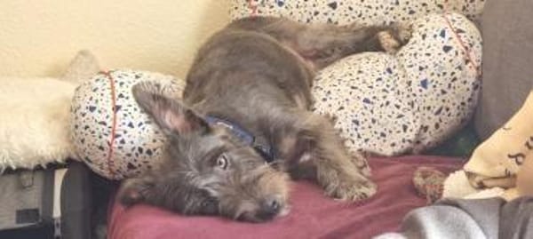 Muffin auf Pflegestelle in 24220 Flintbe