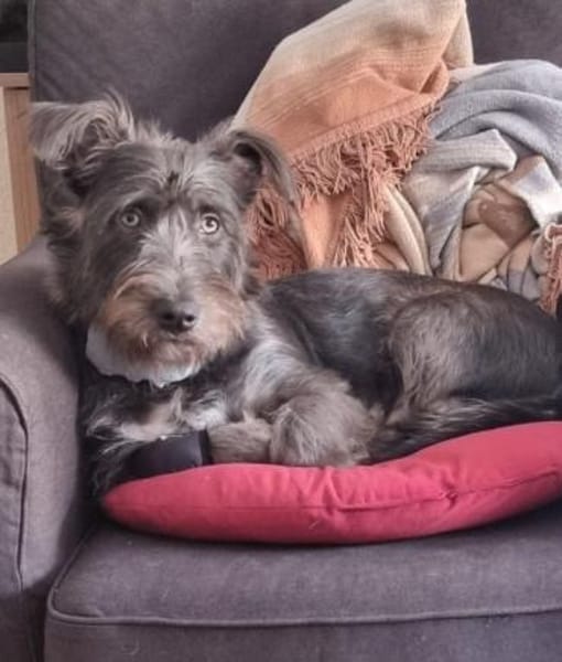 Muffin auf Pflegestelle in 24220 Flintbe