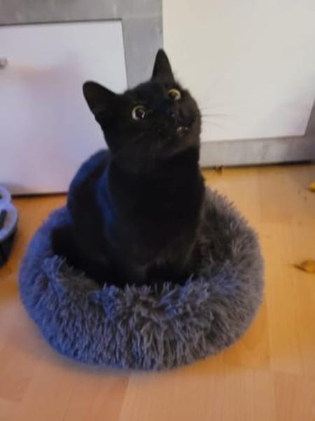 Lackfellchen Nia sucht ihre Familie