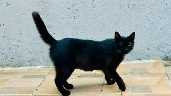 Lackfellchen Nia sucht ihre Familie