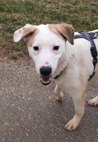 BUDDY - erfahrene Hundemenschen gesucht