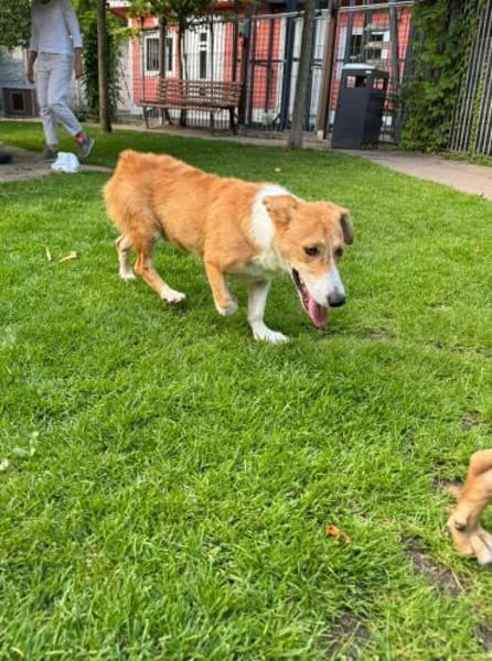 JIMMY-zuckersüßer, hübscher Rüde, 39 cm