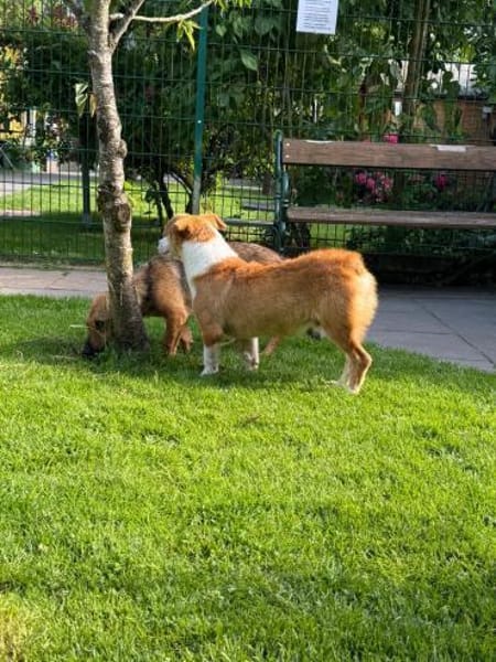 JIMMY-zuckersüßer, hübscher Rüde, 39 cm