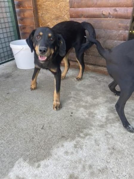 Rocky sucht liebevolles Zuhause