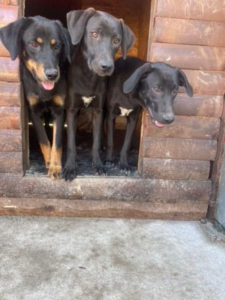 Rocky sucht liebevolles Zuhause