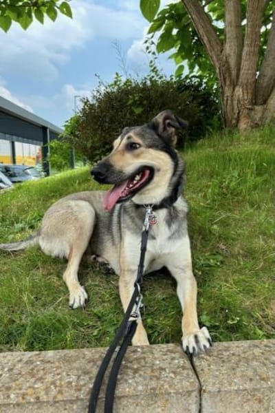 Ahri-sucht hundeerfahrene Menschen🐶