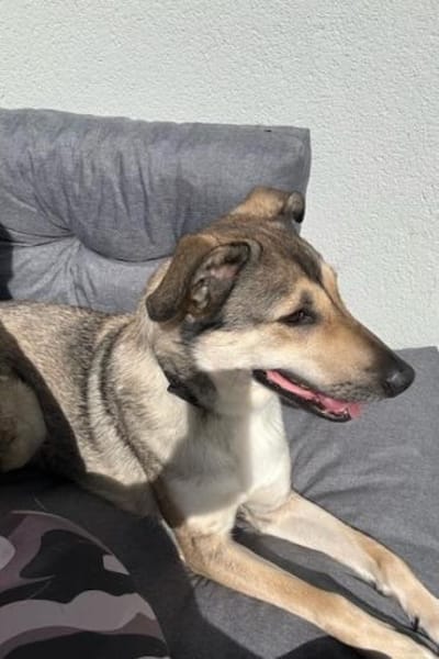 Ahri-sucht hundeerfahrene Menschen🐶