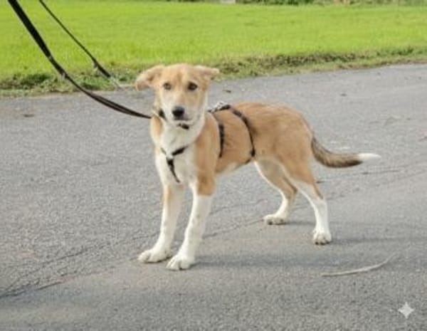 Riba - zutraulicher Welpe Hündin