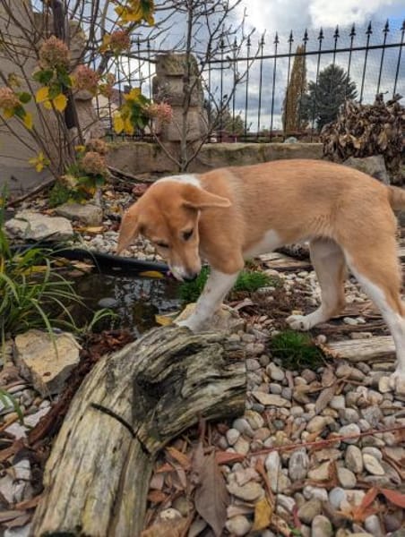 Riba - zutraulicher Welpe Hündin