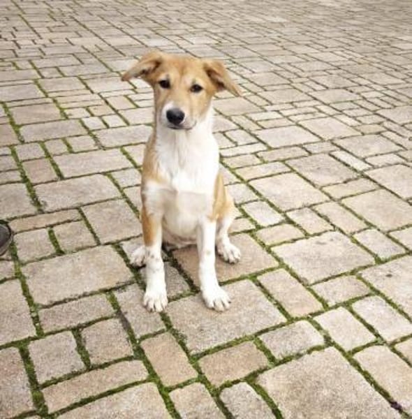 Riba - zutraulicher Welpe Hündin