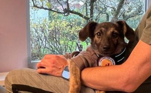 Goldiges Hundemädchen Solea