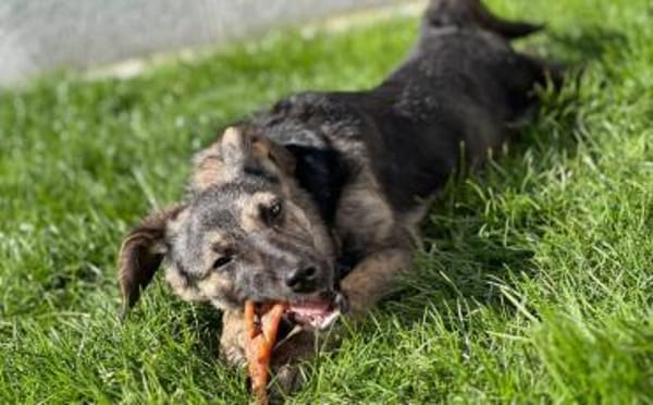 Goldiges Hundemädchen Solea