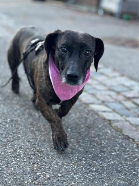 Seelenhündin Lady sucht ihr Glück