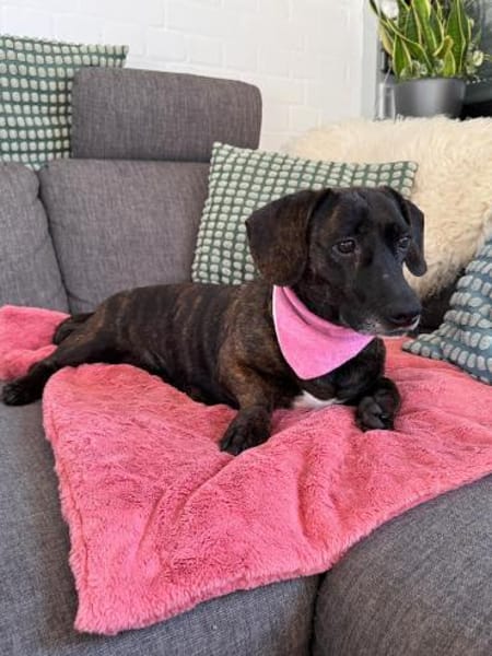 Seelenhündin Lady sucht ihr Glück